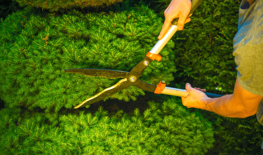 BUSH TRIMMING